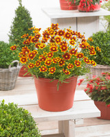 Coreopsis 'Daybreak'