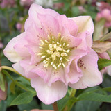Helleborus orientalis 'Double Pink'