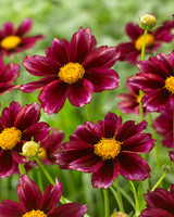 Coreopsis 'Mercury Rising'