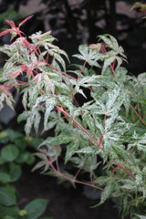 Acer palmatum Ukigumo