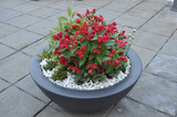 Weigela All summer Red