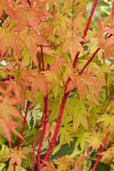 Acer Sango-Kaku