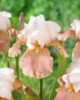 Iris germanica 'Festive Skirt'