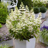 Hydrangea paniculata Confetti