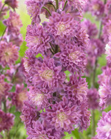 Delphinium Highlander Flamenco