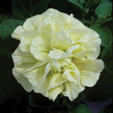 Surfinia Double Yellow (Petunia Susanna)