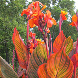 Canna Tropicanna