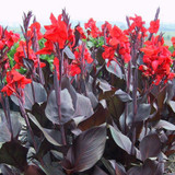 Canna Tropicanna Black