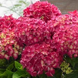 Hydrangea Music Red Reggae 2ltr