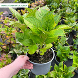 Hydrangea Music Deep Purple Dance 2ltr