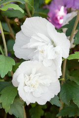 Hibiscus White Chiffon