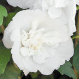 Hibiscus White Chiffon