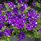 Petunia Night Sky