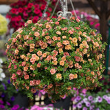 Calibrachoa Double Can Can Apricot