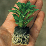 Calibrachoa Double Can Can Apricot