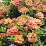Calibrachoa Double Can Can Apricot
