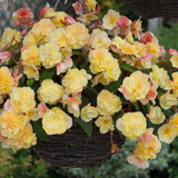 Begonia Sweet Sprice Citrus