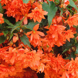 Begonia Illumination Orange