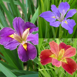 Iris Louisiana Mixed