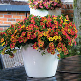 Calibrachoa Chameleon Sunshine Berry