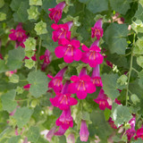 Lofos Compact Pink