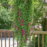 Lofos Compact Pink