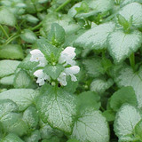 Lamium White Nancy