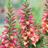 Digitalis Illumination Flame
