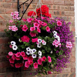 Mixed Hanging Basket Plants