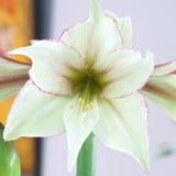 Amaryllis Magic Green 30cm+