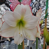 Amaryllis Magic Green 30cm+