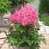 Astilbe Honky Tonk