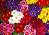 Primula Wanda