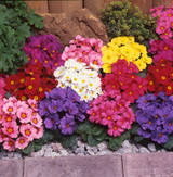 Primula Wanda