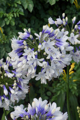 Agapanthus 'Twister'