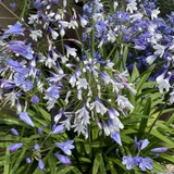 Agapanthus 'Twister'
