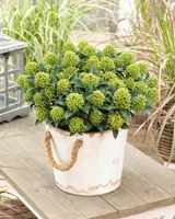 Skimmia japonica White Dwarf