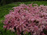Sedum pulchellum Sea Star
