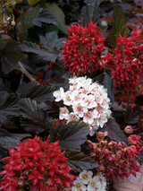 Physocarpus opulifolius Red Baron