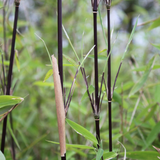 Fargesia nitida Black Pearl