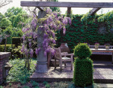 Wisteria sinensis 'Prolific'