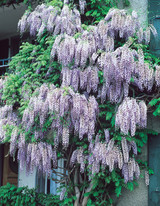 Wisteria sinensis 'Prolific'