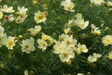 Cosmos Xanthos Lemon Sherbet (Maxi Plugs)