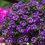 Calibrachoa Starlight Blue