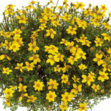 Bidens Goldita