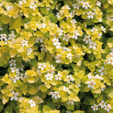 Bacopa Scopia Golden Leaf White