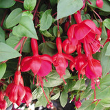 Fuchsia Marinka AGM