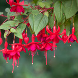 Fuchsia Marinka AGM