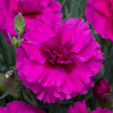 Dianthus Devon Wizard