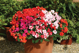 Impatiens Double Athena Mixed (Garden Ready)